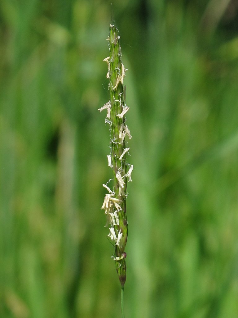 Alopecurus myosuroides